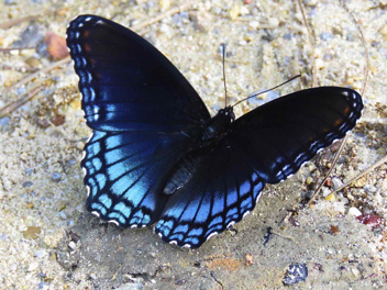 Red-spotted Purple